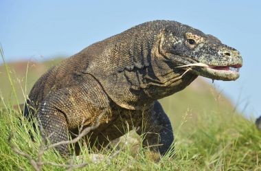 O çatal dilini sniff hava ile Komodo dragon