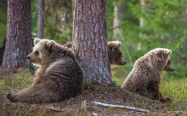 Filhotes de urso marrom — Fotografia de Stock