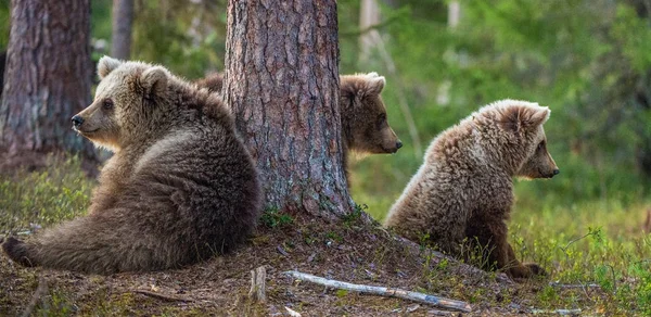 Filhotes de urso marrom — Fotografia de Stock