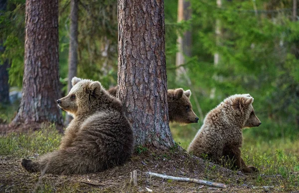 Filhotes de urso marrom — Fotografia de Stock