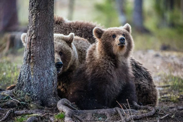 Filhotes de urso marrom — Fotografia de Stock