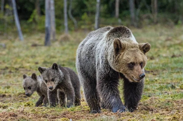 Hon-Bear och ungar av brun Björn — Stockfoto