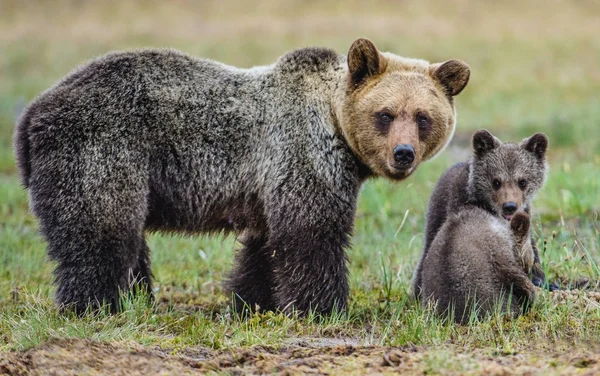 Ze-Bear en welpen van Brown bear — Stockfoto