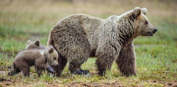 Lei-Orso e cuccioli di orso bruno — Foto Stock