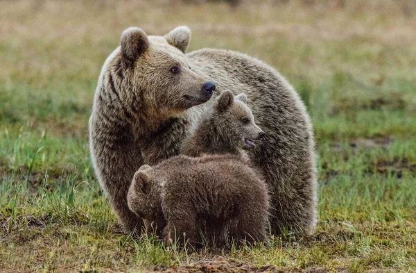 Ona-niedźwiedź i szczeniaki Brown bear — Zdjęcie stockowe