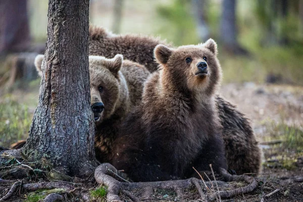 Cachorros de oso marrón —  Fotos de Stock