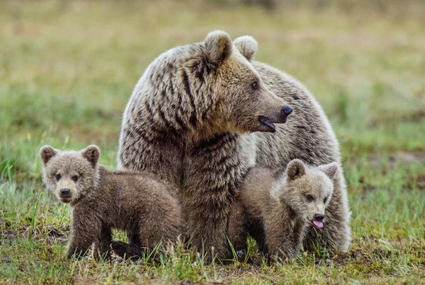 Osa y cachorros de oso pardo —  Fotos de Stock