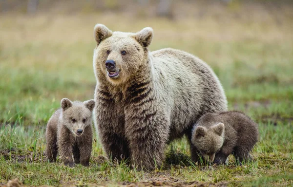 Ona-Bear a mláďata hnědý medvěd — Stock fotografie