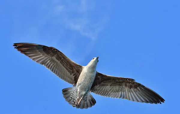 Flygande kelp mås — Stockfoto