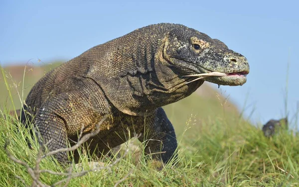 Komodo dragon with forked tongue sniff air — Stock Photo, Image