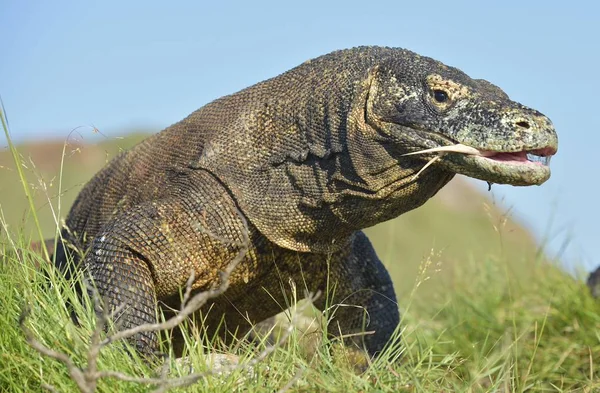 O çatal dilini sniff hava ile Komodo dragon