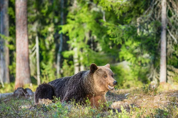 Άγρια ενηλίκων καφέ αρκούδα — Φωτογραφία Αρχείου