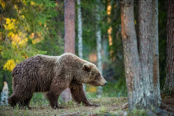 Vadon élő felnőtt barna medve — Stock Fotó