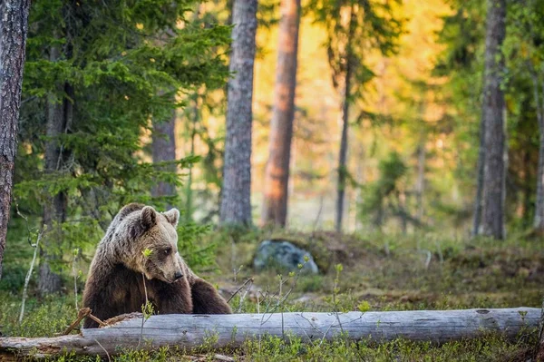 야생 성인 갈색 곰 — 스톡 사진
