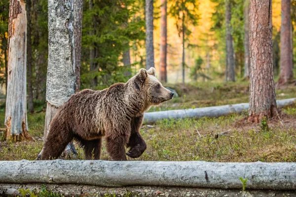 Oso marrón adulto salvaje — Foto de Stock