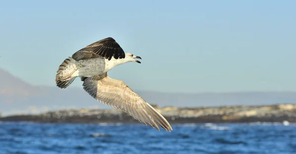 Flygande juvenil Kelp mås — Stockfoto