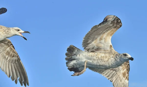 Fliegende Seetangmöwen — Stockfoto