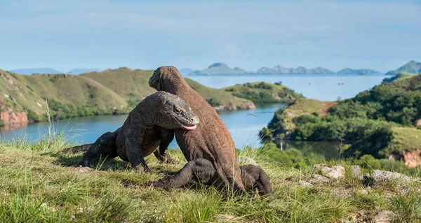 Mücadele, Komodo ejderleri — Stok fotoğraf