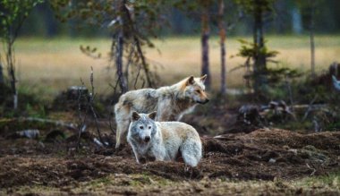 Gri alacakaranlık akşam saatlerinde wolfs