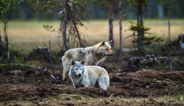 황혼의 저녁에 회색 wolfs — 스톡 사진