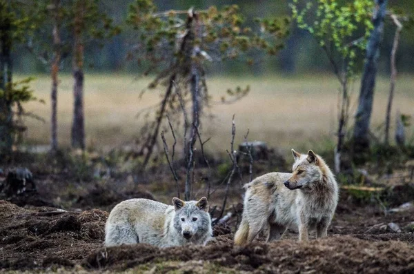 Graue Wölfe am Abend der Dämmerung — Stockfoto