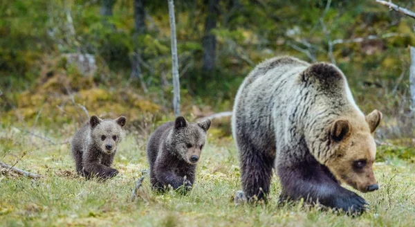 Osa y cachorros de oso pardo — Foto de Stock