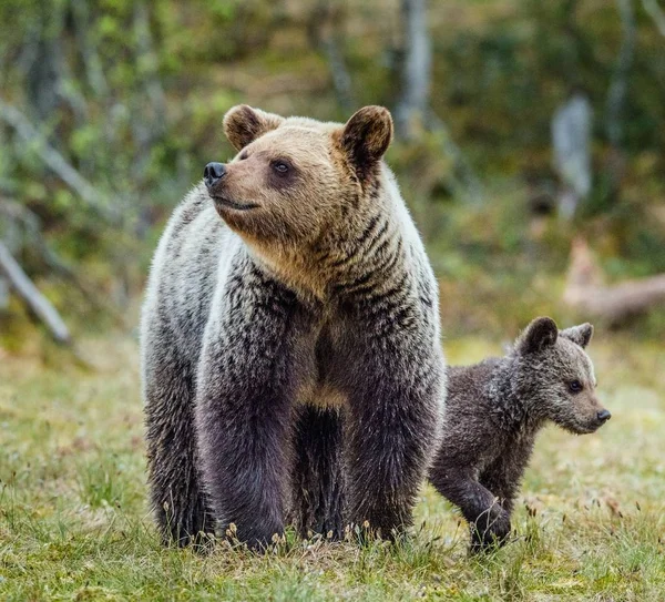 Osa y cachorro de oso pardo —  Fotos de Stock