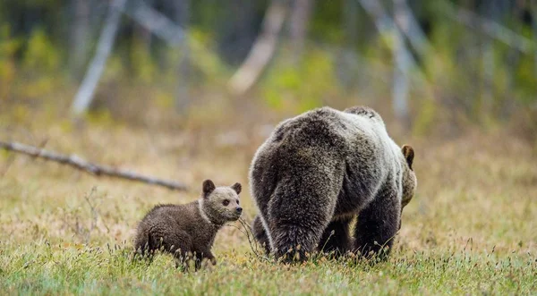 Ona-Bear a mláďata hnědý medvěd — Stock fotografie