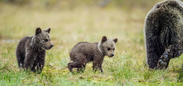 Osa y cachorros de oso pardo — Foto de Stock