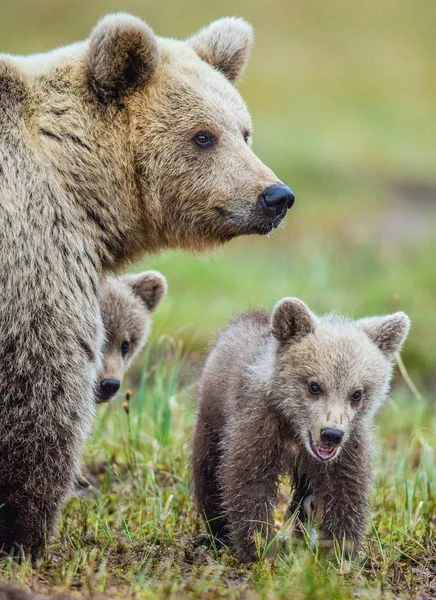 Hun-Bear og Cubs of Brown bjørn - Stock-foto