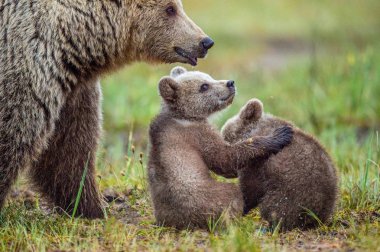 She-Bear and Cubs of Brown bear clipart