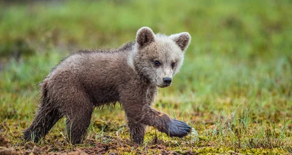 Filhote de urso marrom andando — Fotografia de Stock