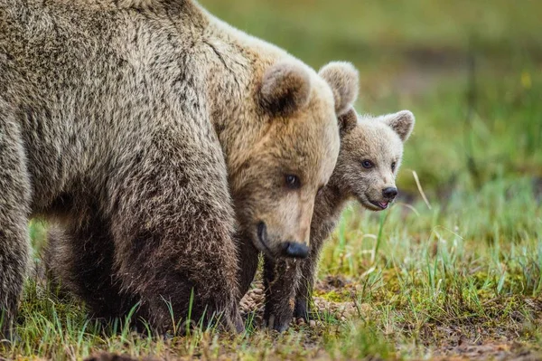 Nőstény medve és a kölykök a barna medve — Stock Fotó