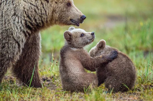 Ursa e Filhotes de Urso Castanho — Fotografia de Stock