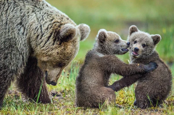 Ursa e Filhotes de Urso Castanho — Fotografia de Stock