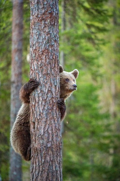 Cub of Brown bear climbing on tree 