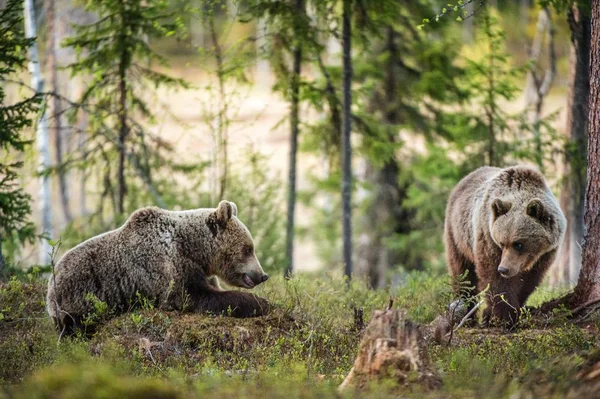 Άγρια ενηλίκων καφέ αρκούδες — Φωτογραφία Αρχείου