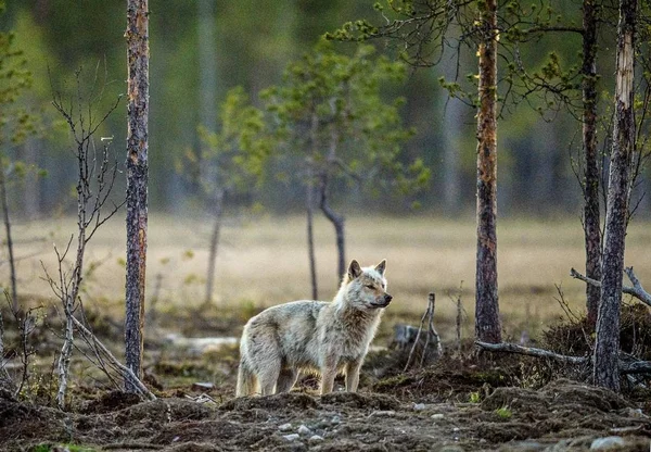 Grauer Wolf im Wald — Stockfoto