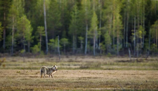 Grå varg i skogen — Stockfoto