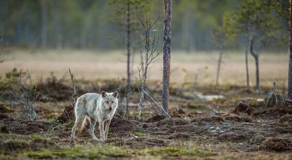 Серый волк в лесу — стоковое фото
