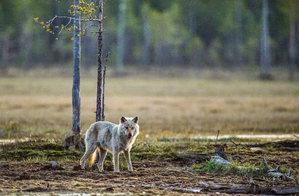 Lobo gris en el bosque —  Fotos de Stock