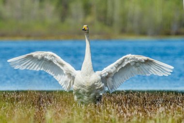 Kuğu kanatlarını Yayilim. 