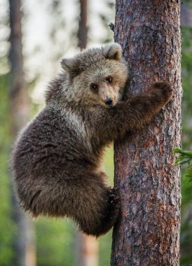 Cub of Brown bear climb on tree clipart