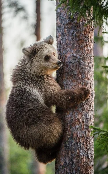 棕熊的幼崽爬上树 — 图库照片
