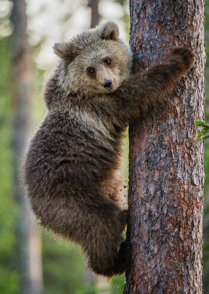 Дитинча бурий ведмідь залізти на дерево — стокове фото