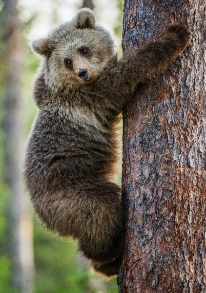 Cub av brunbjörn klättra på träd — Stockfoto