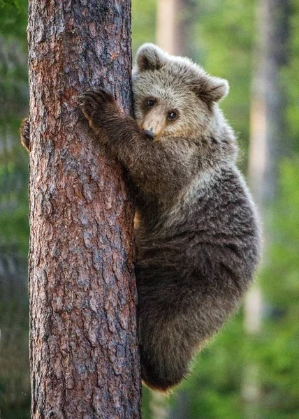 Медвежонок карабкается на дерево — стоковое фото