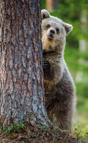 Cub av brunbjörn klättra på träd — Stockfoto