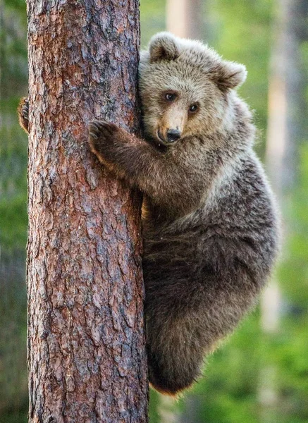 A barna medve cub mászni a fa — Stock Fotó