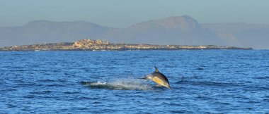 Okyanusta yüzmeye yunus
